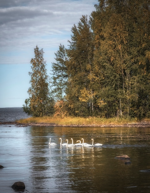 A flock of wild  swans whooper,  on the northern Lake Onega in Karelia in autumn. Russia