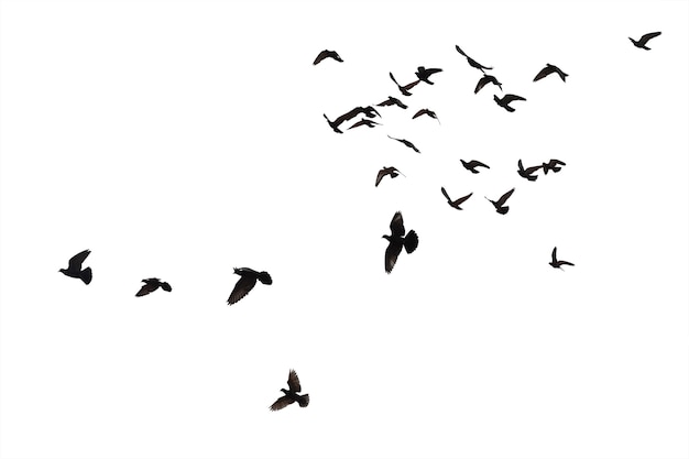 Flocks of flying pigeons isolated on white background. Clipping path.