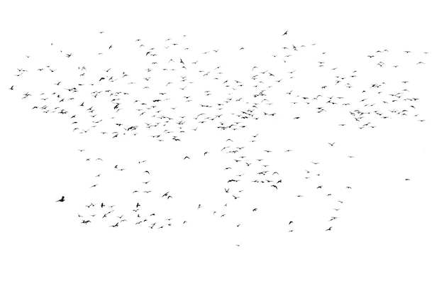 Flocks of flying pigeons isolated