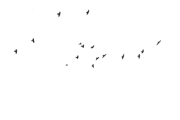 Flocks of flying pigeons isolated