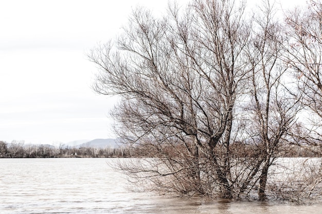 Flood on the Danube river in spring