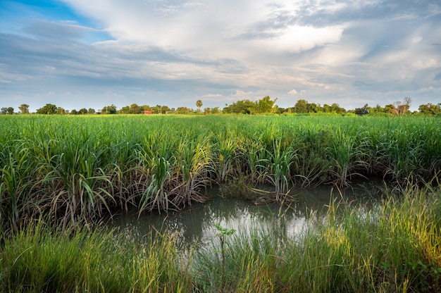 Flood-hit sugarcane farm sugar cane farm in thailand.