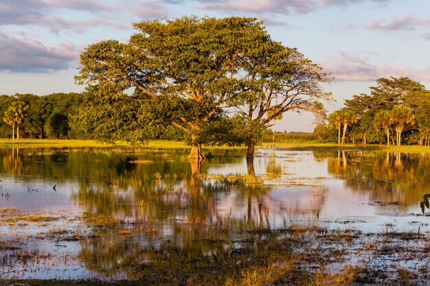 Flooded tropical landscapes at sunset