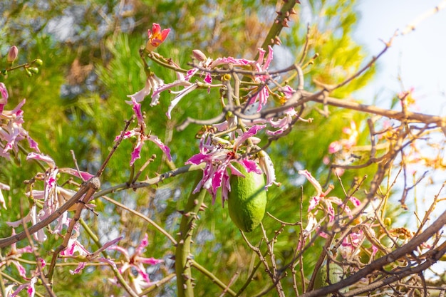 Flor de Ceiba speciosa o palo borracho