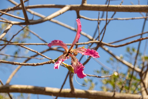 Flor de Ceiba speciosa o palo borracho