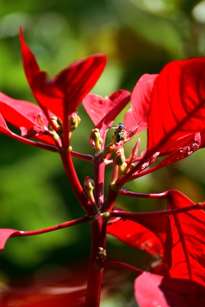 Flor de nochebuena Cuetlaxochitl Flor de pascua roja