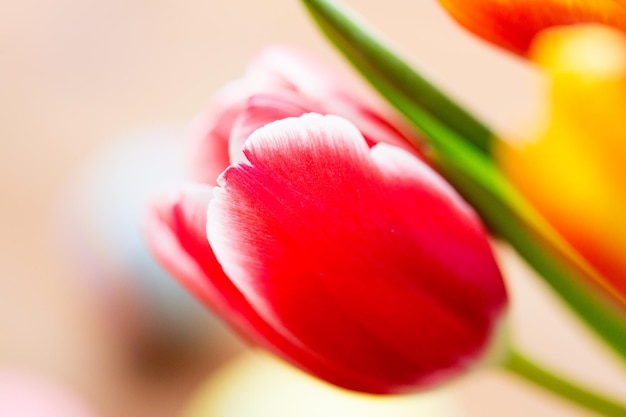 flora, gardening and plant concept - close up of tulip flowers