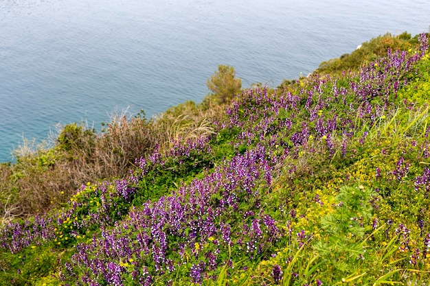 Flora of Greece Fodder plant Vicia villosa subsp varia with a lilac flowers grows near the sea