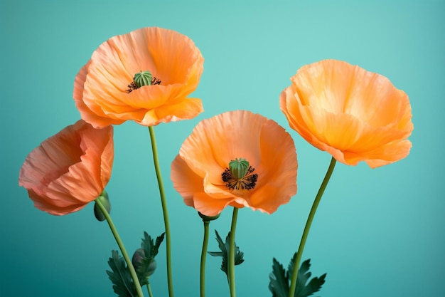 Flora poppy spring floral flowers summer blossom nature sky bright red plant