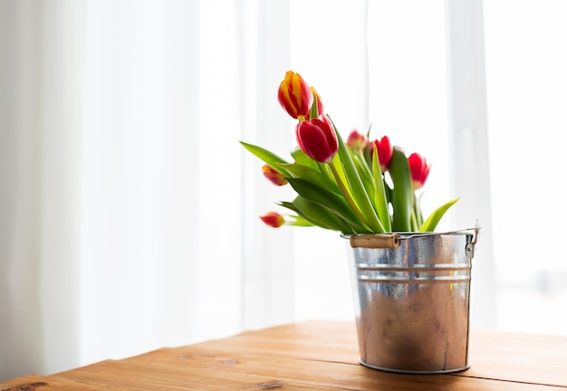 flora, spring, gardening and plant concept - close up of tulip flowers in tin bucket on wooden table at home