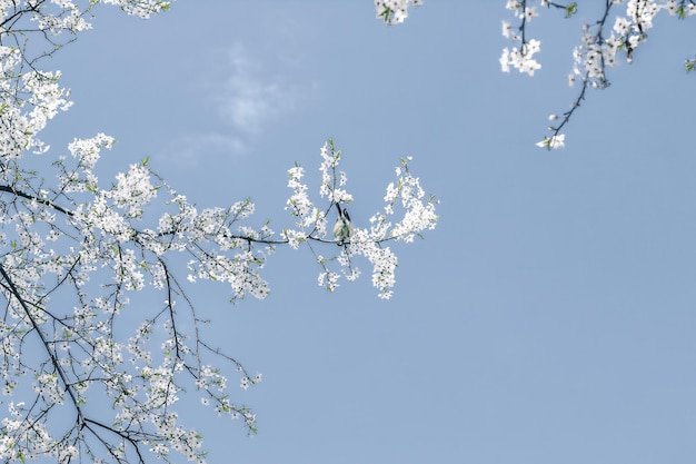 Floral abstract art on blue background vintage cherry flowers in bloom as nature backdrop for luxury holiday design