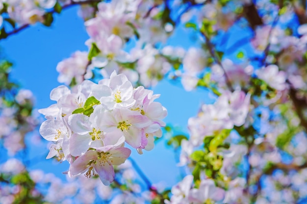 Floral background of apple tree with white red pink flowers instagram stile