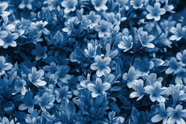 Floral background of azalea, selective focus.