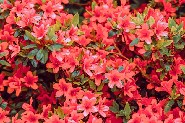 Floral background of azalea, selective focus.