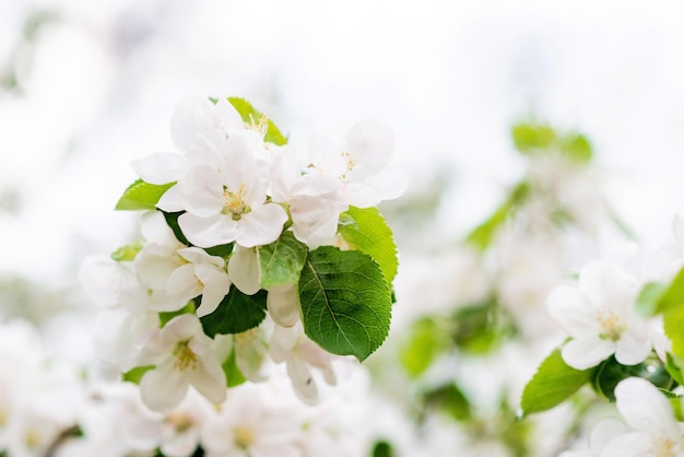 Floral background Beautiful apple blossoms on a tree in spring Soft selective focus