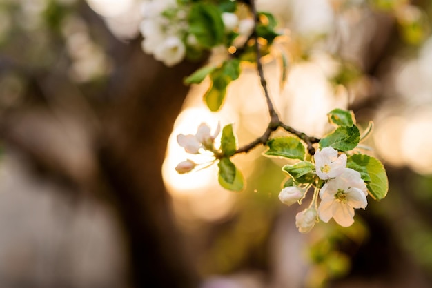 Floral background Beautiful apple blossoms on a tree in spring Soft selective focus