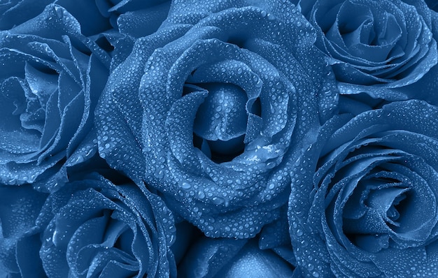 Floral background of beautiful roses with water droplets on the petals in trendy blue color Color of the year 2020 concept Top view