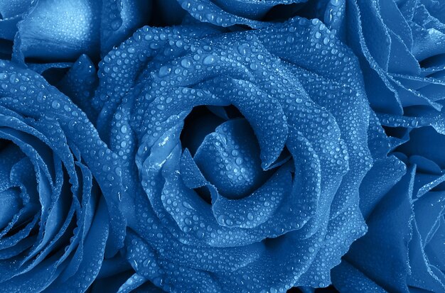 Floral background of beautiful roses with water droplets on the petals in trendy blue color Color of the year 2020 concept Top view