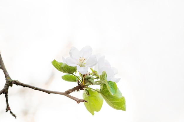 Floral background Beautiful spring apple tree flowers on white Copy space Soft selective focus