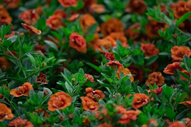 Floral background, blooming colorful lush petunia bushes on a flower bed, sunny day