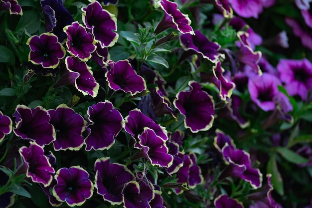 Floral background, blooming colorful lush petunia bushes on a flower bed, sunny day