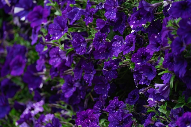 Floral background, blooming colorful lush petunia bushes on a flower bed, sunny day