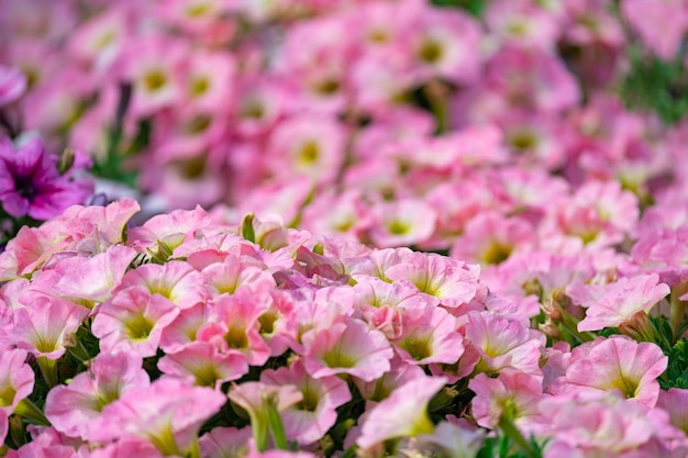 Floral background, blooming colorful lush petunia bushes on a flower bed, sunny day