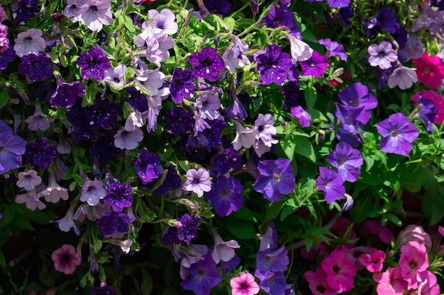 Floral background, blooming colorful lush petunia bushes on a flower bed, sunny day