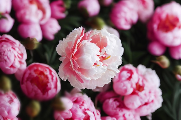 Floral background Blooming peonies in the garden closeup