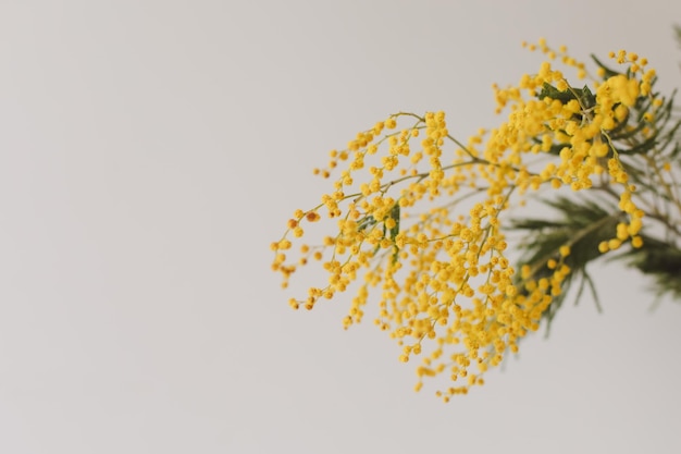 Floral background a branch of Mimosa on a light background copyspace for your text