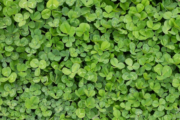 Floral background and clover leaves