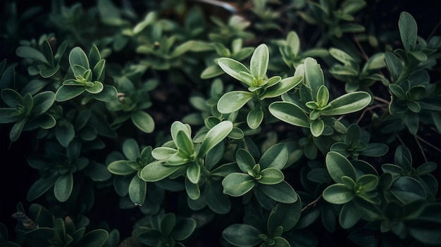 Floral background featuring an array of plants with natural lighting