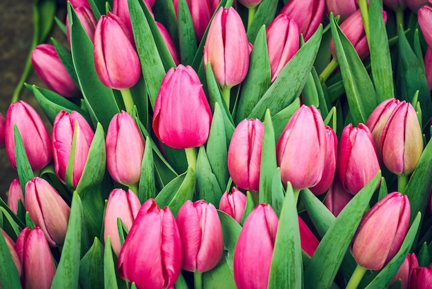 Floral background - growing pink tulips