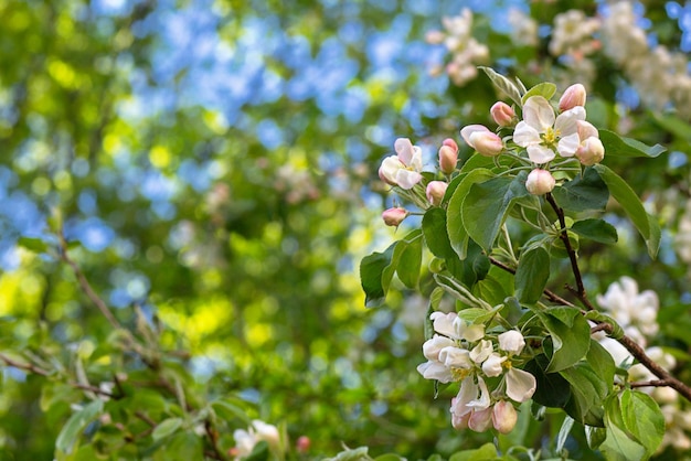 The floral background is an apple tree branch with pink flowers and a space for copying