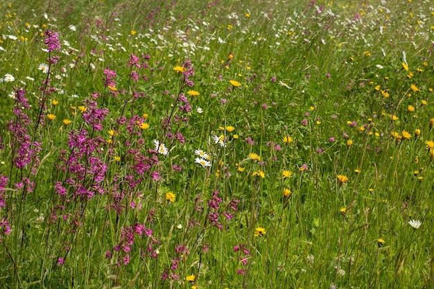 The floral background is green grass and wildflowers