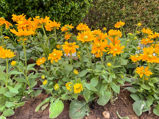 Floral background of orange flowers growing on flower bed.