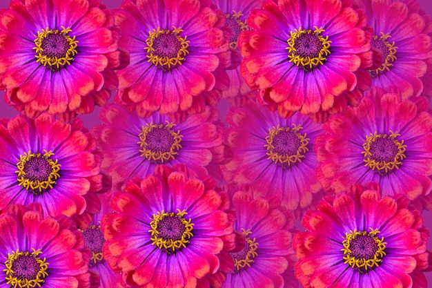 Floral background of pink zinnias postcard wallpaper