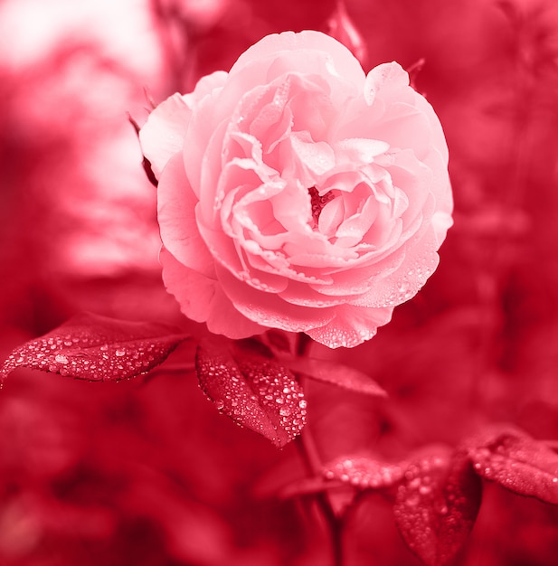 Floral background, rose flower blooming close up