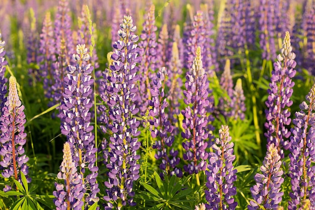 Floral background a summer field with lupines at sunset