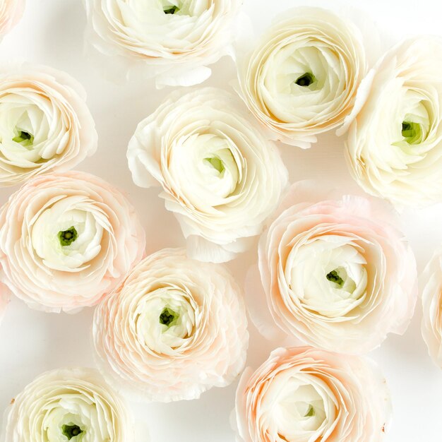 Floral background texture made of pink ranunculus flower buds on white background flat lay top view