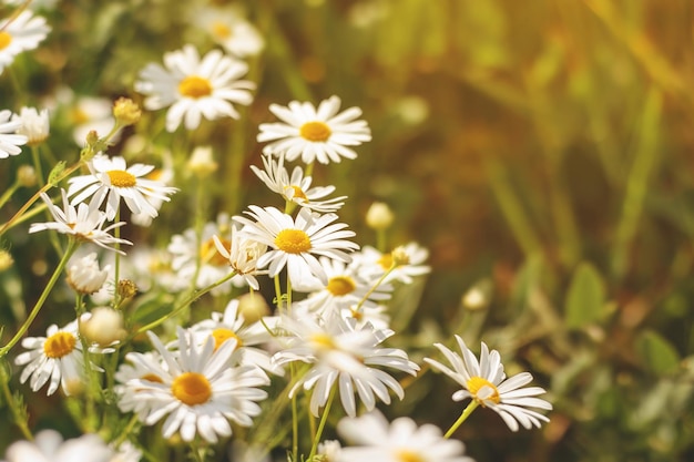 Floral background of wild chamomile in field on sunny day selective focus Summer scene with common daisy flowers