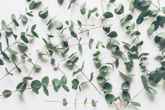 Floral background with sprigs of eucalyptus