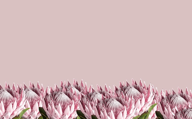 Floral banner card with pink protea flowers beautiful delicate plants border on background