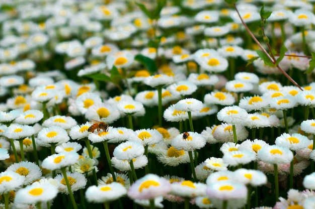 Floral bed with bee