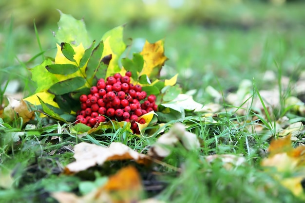 Floral bouquet or still life with yellow leafs and red rowan and sorbus in autumn park on the grass. Autumn leafs. Season concept.