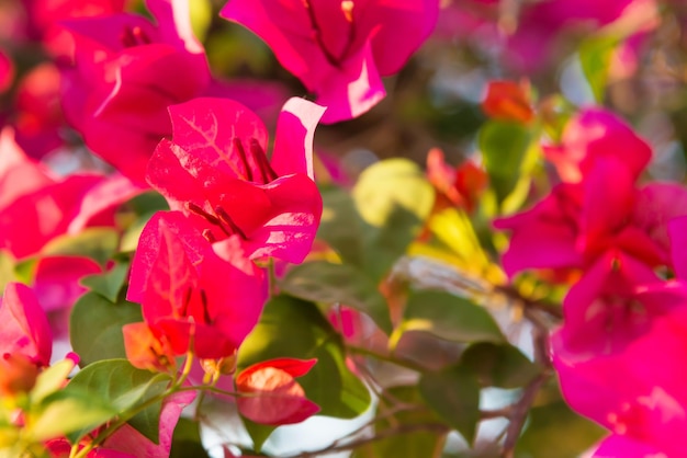 Floral branches blooming with beautiful pink flowers of bougainvillea in tropical garden