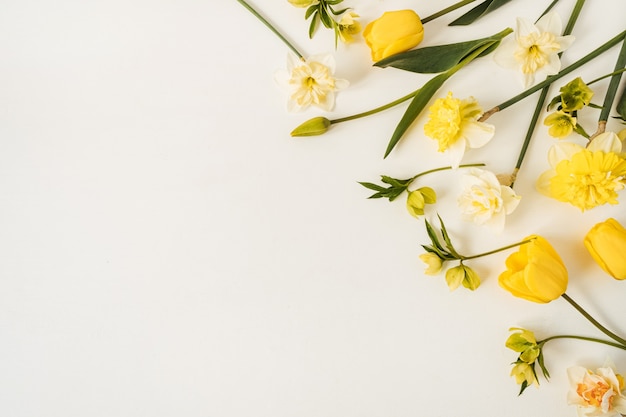 Floral composition with tulips and narcissus flowers on white