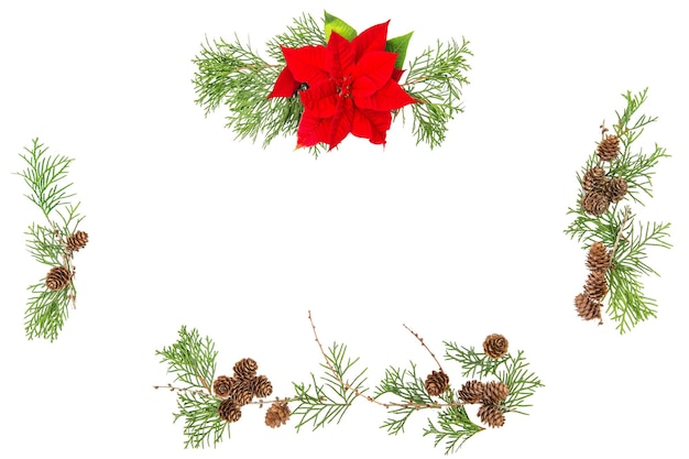 Floral flat lay. Christmas flower poinsettia and pine cones on white background