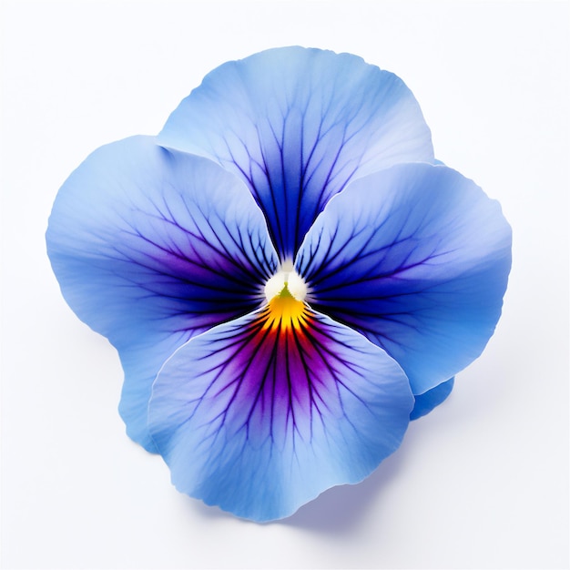 floral flatlays with pansies on white background