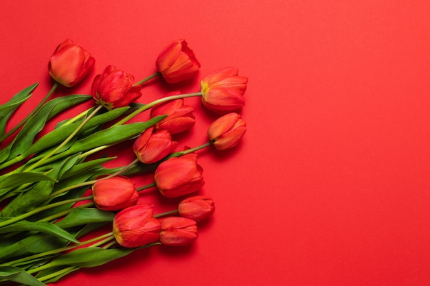 Floral frame background with tulips flowers on red pastel background. Flat lay, top view.